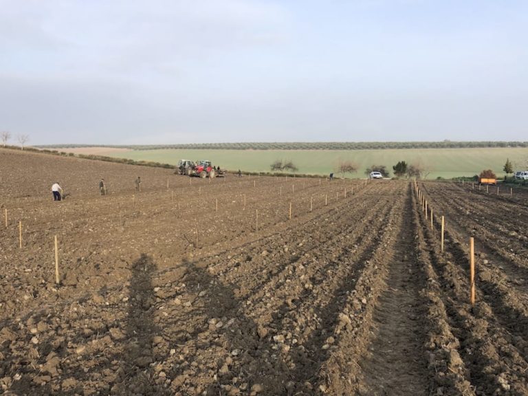 plantacion almendro la rambla