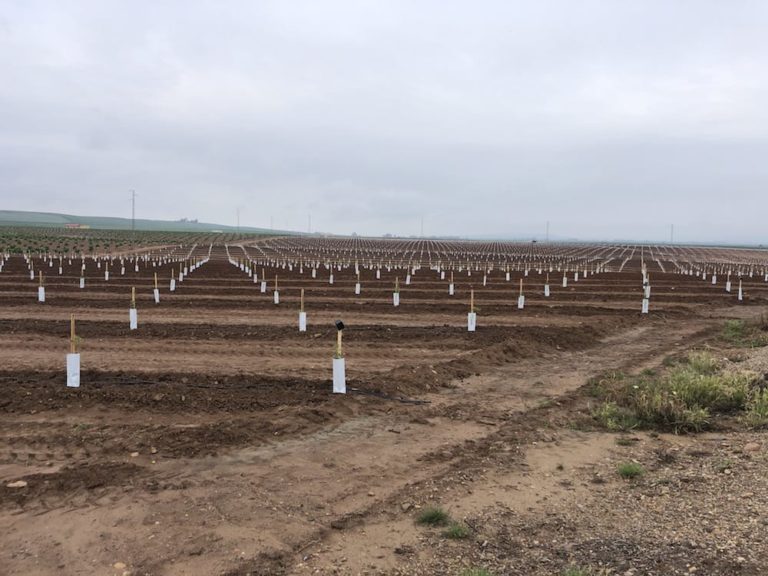 plantacion almendros hornachuelos