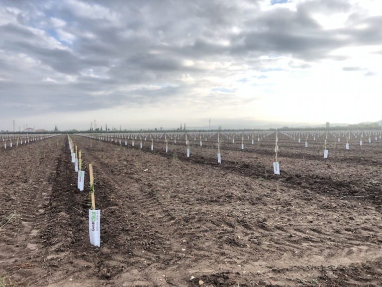 plantacion de almendros en antequera