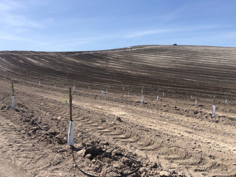 plantacion de almendros en cadiz