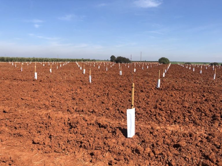 plantar almendros en ecija