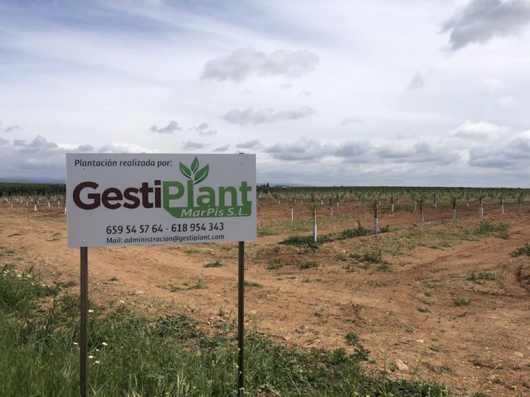 plantacion de almendros en fuente palmera