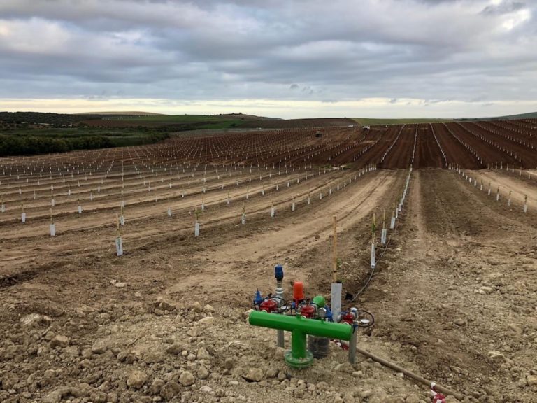 plantar almendros santaella