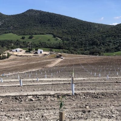 nueva plantacion de almendros en cordoba